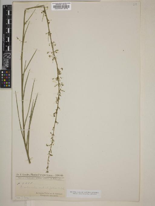 Byttneria stenophylla - BM000546003