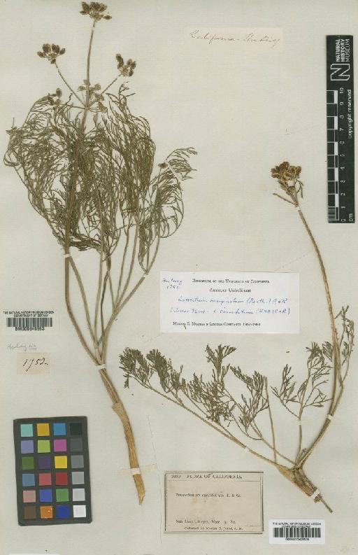 Lomatium marginatum (Benth.) J.M.Coult. & Rose - BM000645563