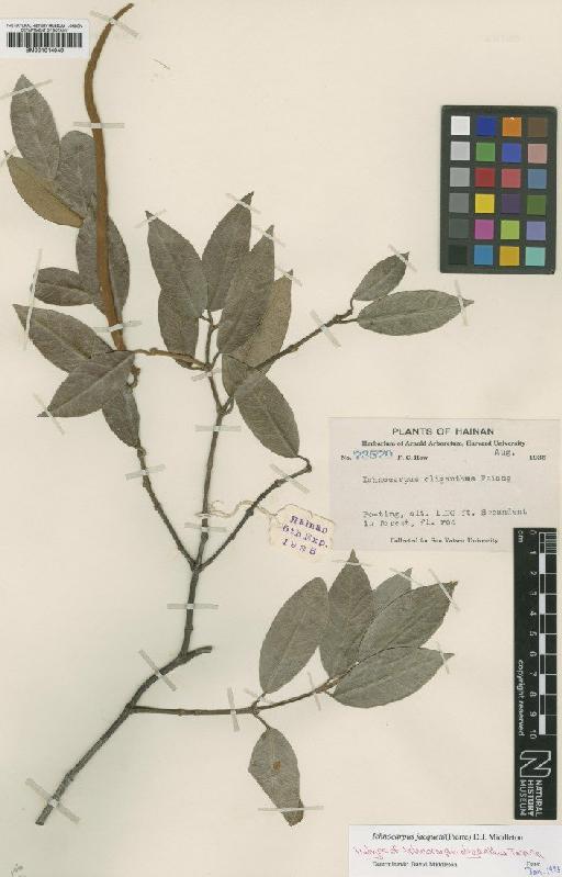 Ichnocarpus jacquetii (Pierre) D.J.Middleton - BM001014049