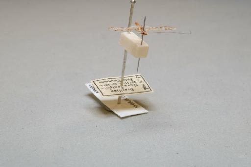 Nectopsyche separata (Banks, 1920) - 014413197_additional_4