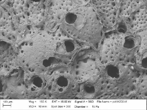 Smittina angulata (Reuss) sensu Canu & Bassler, 1920 - PI BZ 5885b. Smittina angulata (2.2)