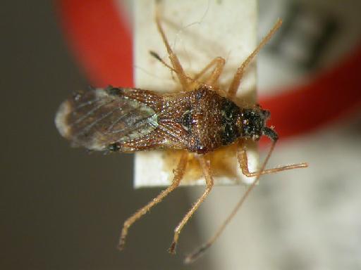 Malcus nigrofasciatus Stys - Hemiptera: Malcus Nigrof