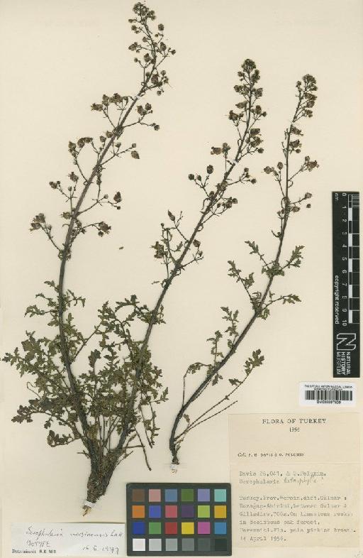 Scrophularia mersinensis Lall - BM000997809