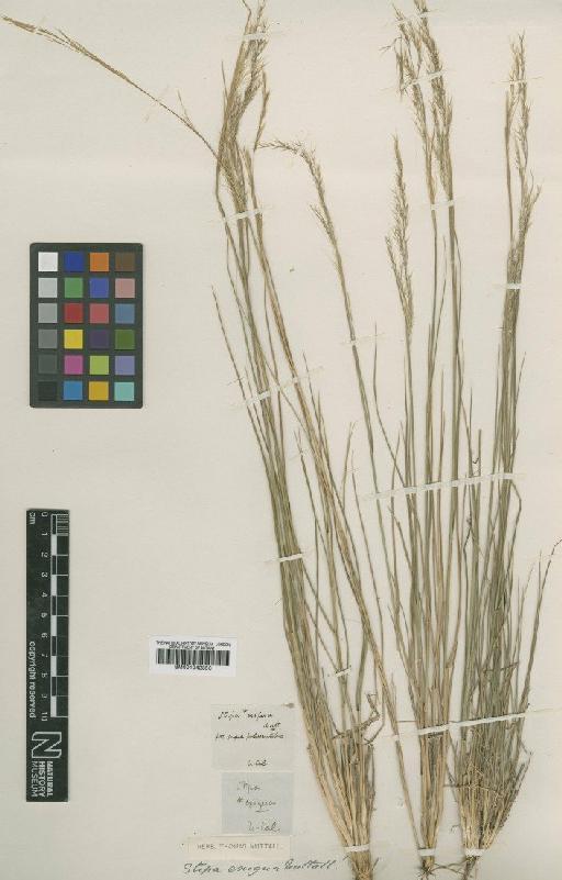 Stipa L. - BM001042353