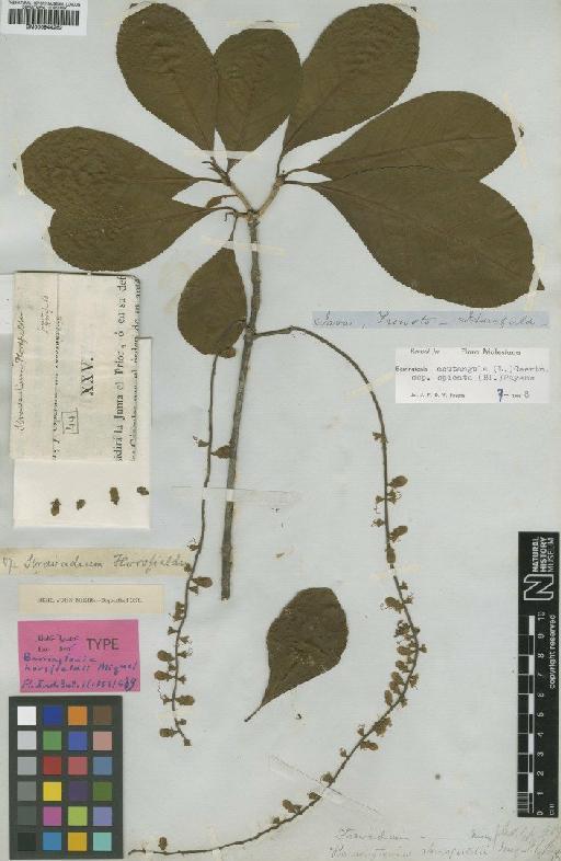 Barringtonia acutangula subsp. spicata (Blume) Payens - BM000944262