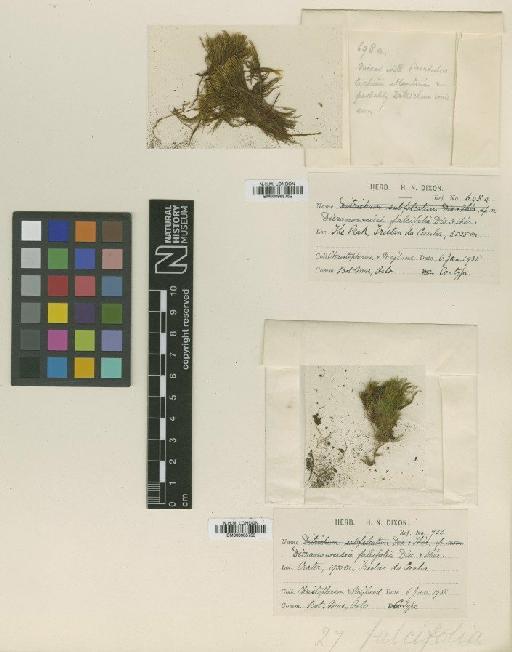 Dicranoweisia falcifolia Dixon - BM000965752_a