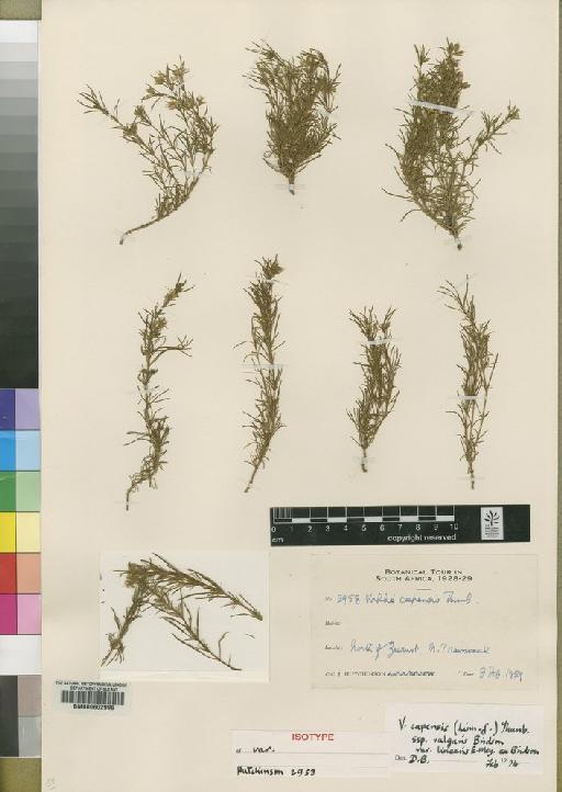 Vahlia capensis var. linearis - BM000602996