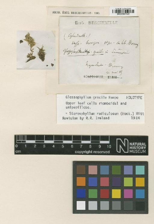 Stereophyllum radiculosum (Hook.) Mitt. - BM000961542_a