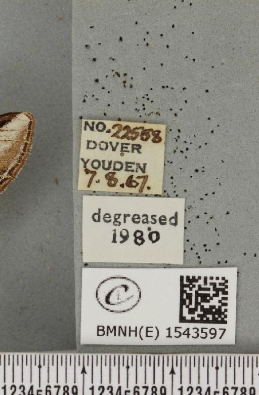 Pheosia tremula (Clerck, 1759) - BMNHE_1543597_label_245676