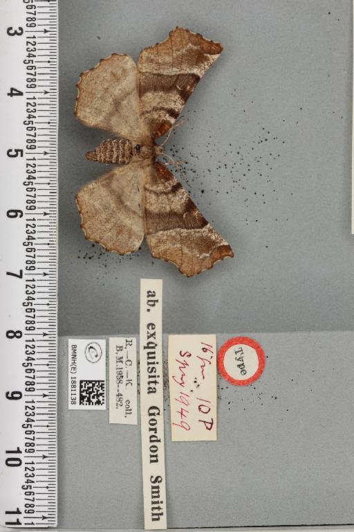 Selenia dentaria ab. exquisita Smith, 1950 - BMNHE_1881138_a_446294