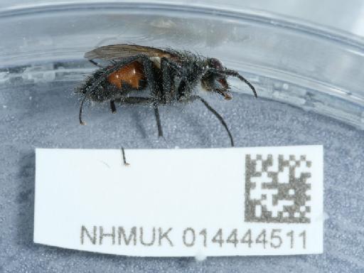 Eriothrix rufomaculata (De Geer, 1776) - 014444511_06