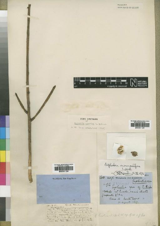 Euphorbia carunculifera Leach - BM000911287