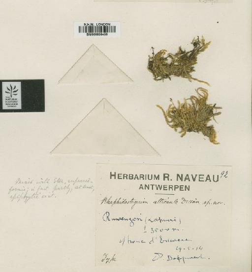 Sematophyllum alticaule Dixon & Ther. - BM000850450