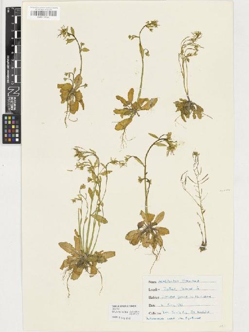 Arabidopsis thaliana (L.) Heynh. - BM001117524