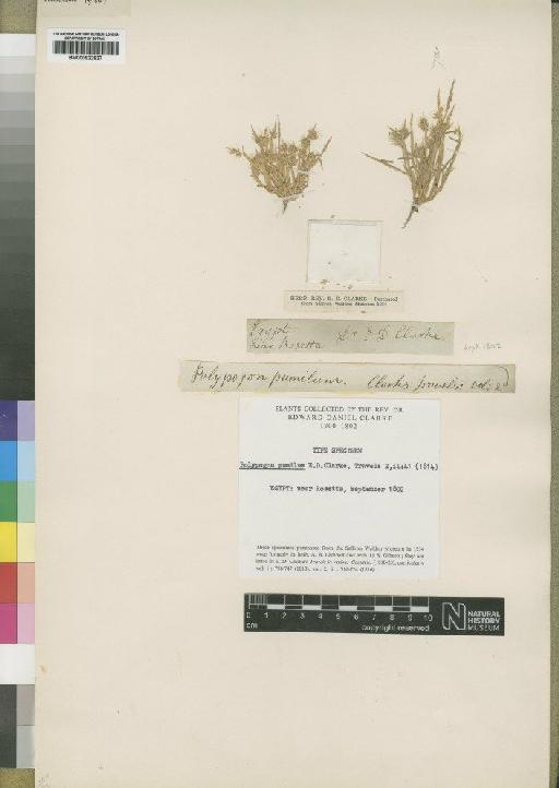 Polypogon pumilus Clarke - BM000922827