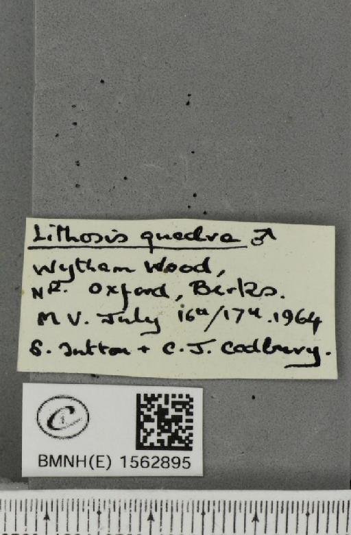 Lithosia quadra (Linnaeus, 1758) - BMNHE_1562895_label_285332