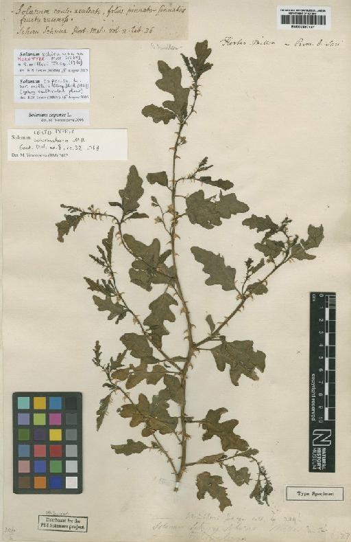 Solanum capense L. - BM000887137