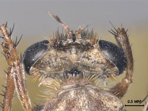 Anypodetus maculipennis Ricardo, 1925 - 013445833_dorsal_head