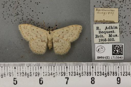 Scopula marginepunctata ab. mundata Prout, 1913 - BMNHE_1715840_269162