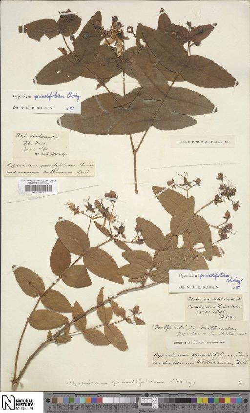 Hypericum grandifolium Choisy - BM001204416