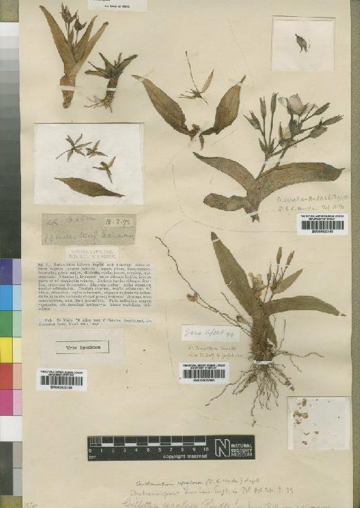 Anthericopsis sepalosa (C.B.Clarke) Engl. - BM000922160