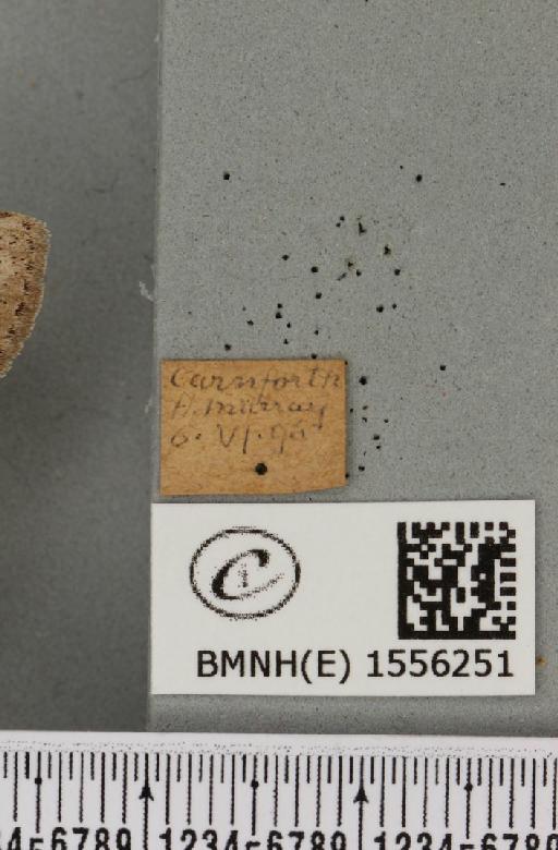 Dicallomera fascelina (Linnaeus, 1758) - BMNHE_1556251_label_256019