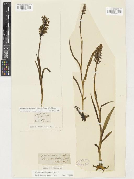 Gymnadenia borealis (Druce) R.M.Bateman, Pridgeon & M.W.Chase - BM001116850