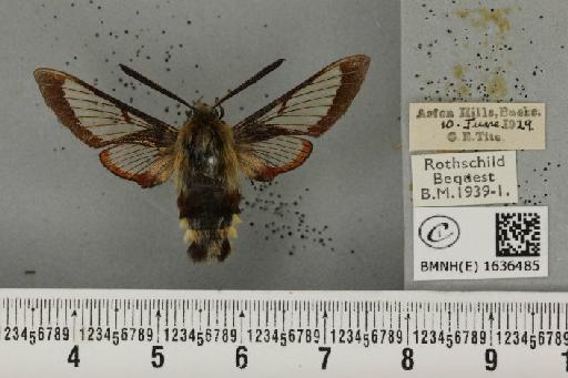 Hemaris fuciformis (Linnaeus, 1758) - BMNHE_1636485_205816