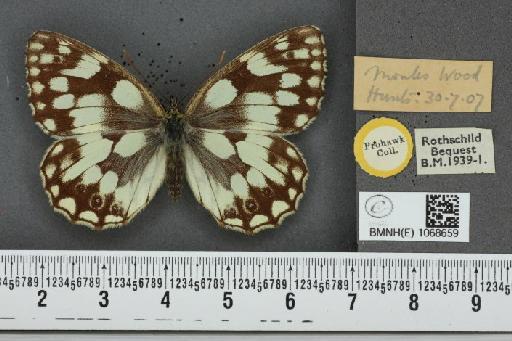 Melanargia galathea serena ab. vispardi Jullien, 1907 - BMNHE_1068659_34426