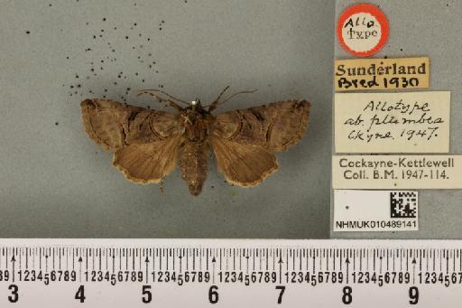 Abrostola tripartita ab. plumbea Cockayne, 1947 - NHMUK_010489141_552031