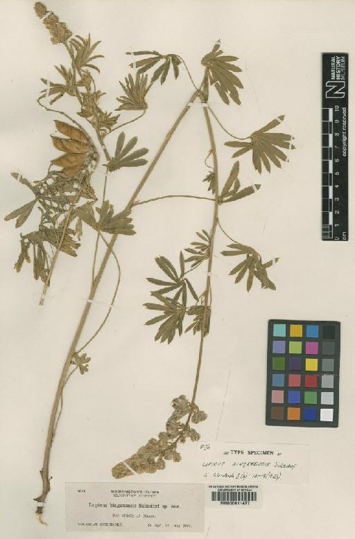 Lupinus bingenensis Suksd - BM000611477