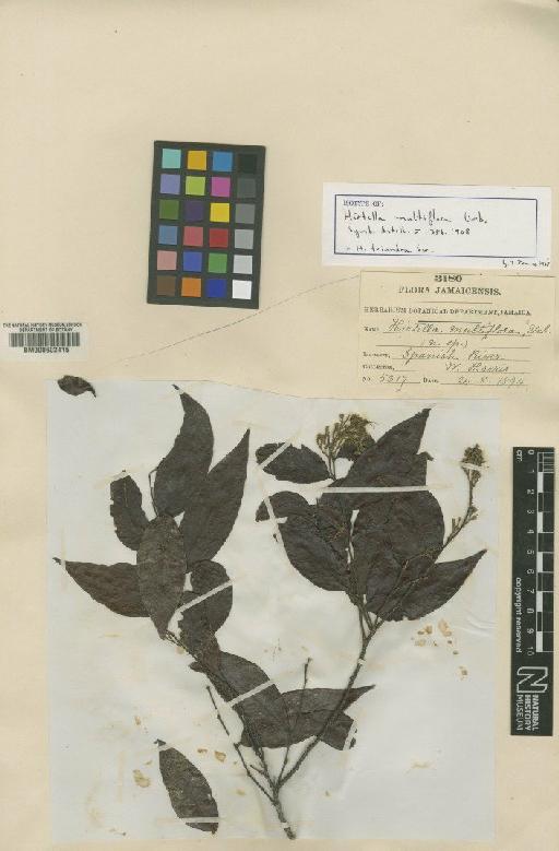 Hirtella triandra subsp. triandra - BM000602415