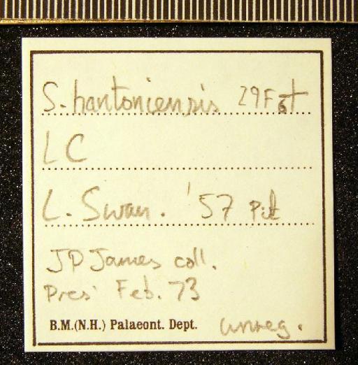 Sigatica hantoniensis (Pilkington, 1804) - TG 1083. Sigatica hantoniensis (label 2)