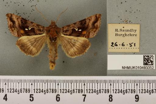 Autographa pulchrina (Haworth, 1809) - NHMUK_010493352_548962