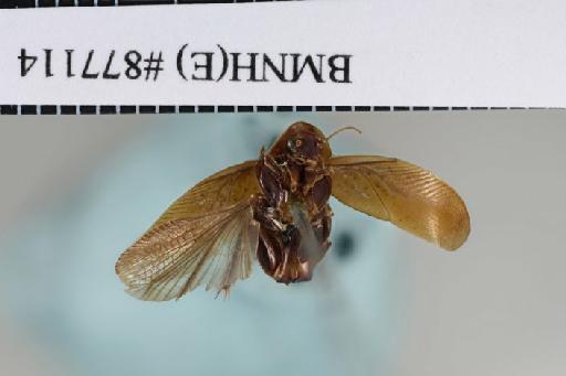 Lupparia adimonialis Walker, 1868 - Lupparia adimonialis Walker, F, 1868, unsexed, holotype, ventral. Photographer: Aging Wang. BMNH(E)#877114