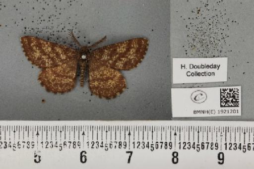 Ematurga atomaria (Linnaeus, 1758) - BMNHE_1921201_486518