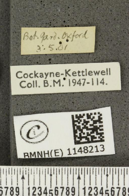 Celastrina argiolus britanna (Verity, 1919) - BMNHE_1148213_label_111170