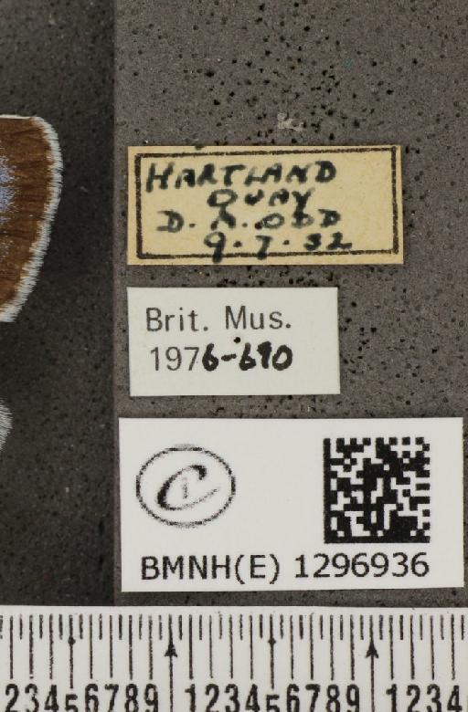 Maculinea arion eutyphron (Fruhstorfer, 1915) - BMNHE_1296936_label_134441