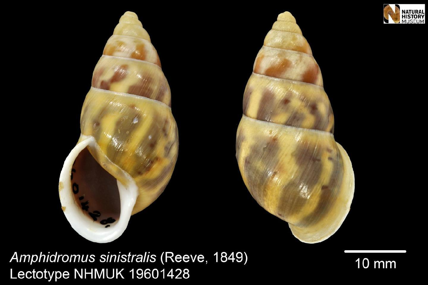 To NHMUK collection (Bulimus sinistralis Reeve, 1849; Lectotype; NHMUK:ecatalogue:2458882)