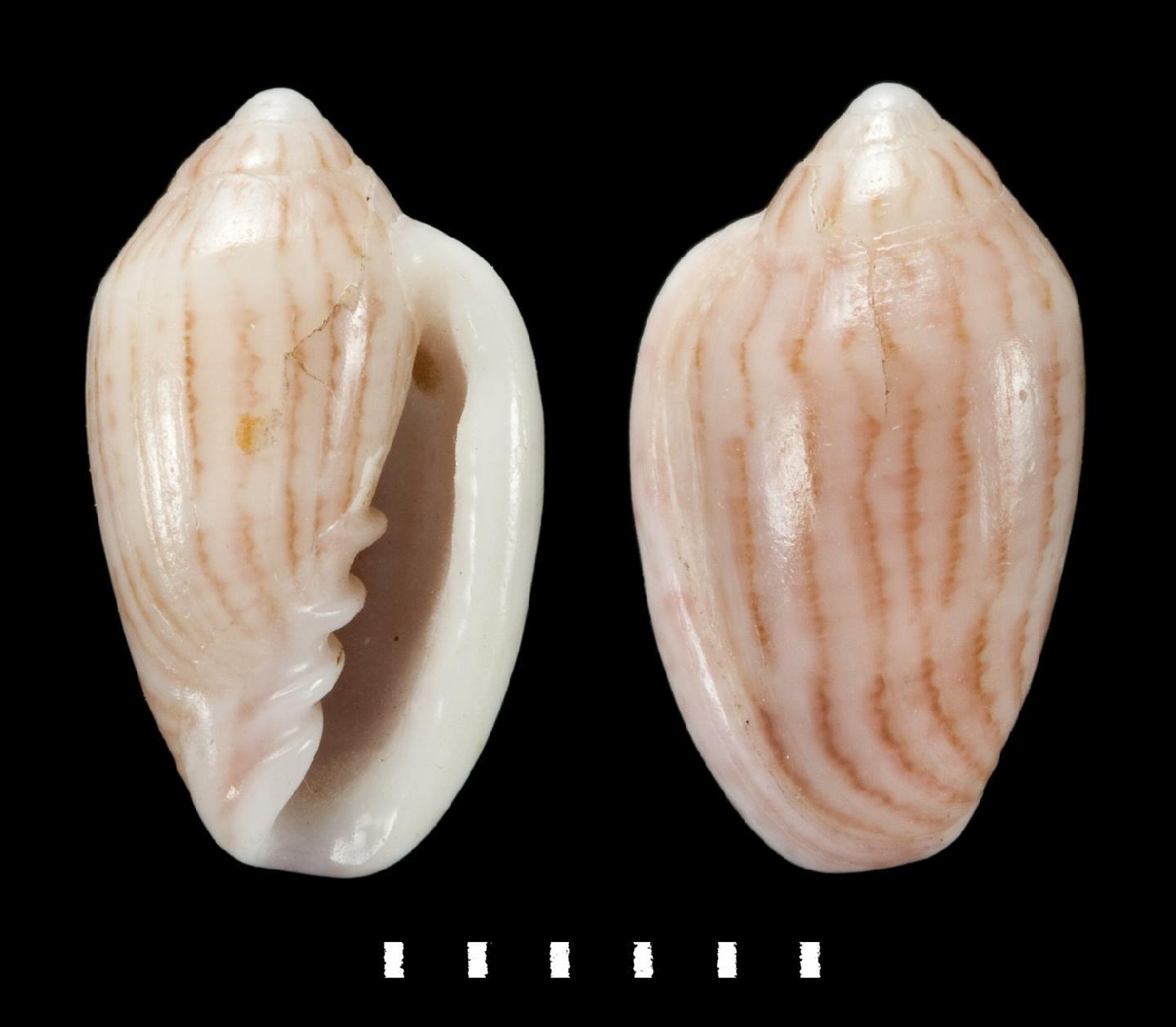 To NHMUK collection (Marginella punctilineata E. A. Smith, 1899; Holotype; NHMUK:ecatalogue:2404362)