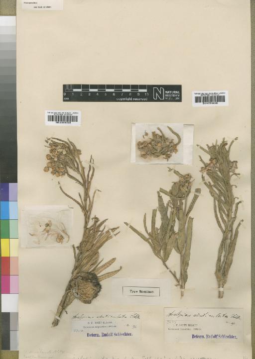 Asclepias denticulata Schltr. - BM000930045