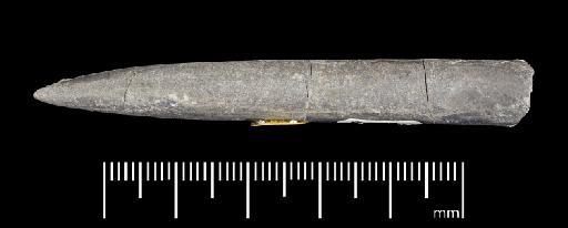 Simpsonibelus expansus (Simpson) - PI CC 1347 - belemnite