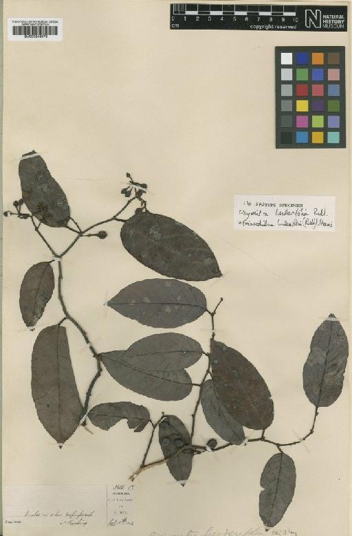 Friesodielsia linderifolia (Ridl.) Steenis - BM000946076