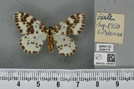 Abraxas grossulariata (Linnaeus, 1758) - BMNHE_1883697_439480