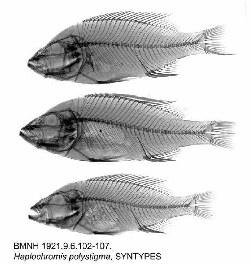 Haplochromis polystigma Regan, 1922 - BMNH 1921.9.6.102-107, Haplochromis polystigma, SYNTYPES, Radiograph