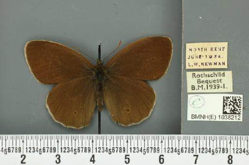 Aphantopus hyperantus ab. hyperantella Strand, 1919 - BMNHE_1038212_28342