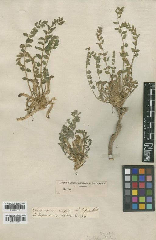 Astragalus caprinus Banks & Sol. - BM000997316