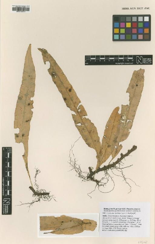 Lepisorus mehrae Fraser-Jenk. - BM001022812
