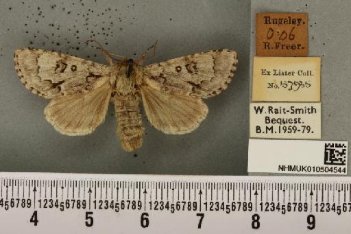 Acronicta menyanthidis menyanthidis (Esper, 1798) - NHMUK_010504544_561872