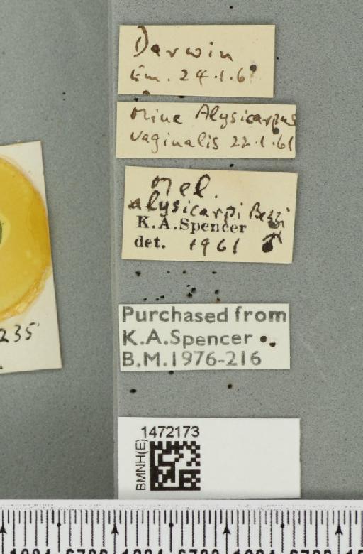 Ophiomyia alysicarpi Bezzi, 1928 - BMNHE_1472173_label_46978